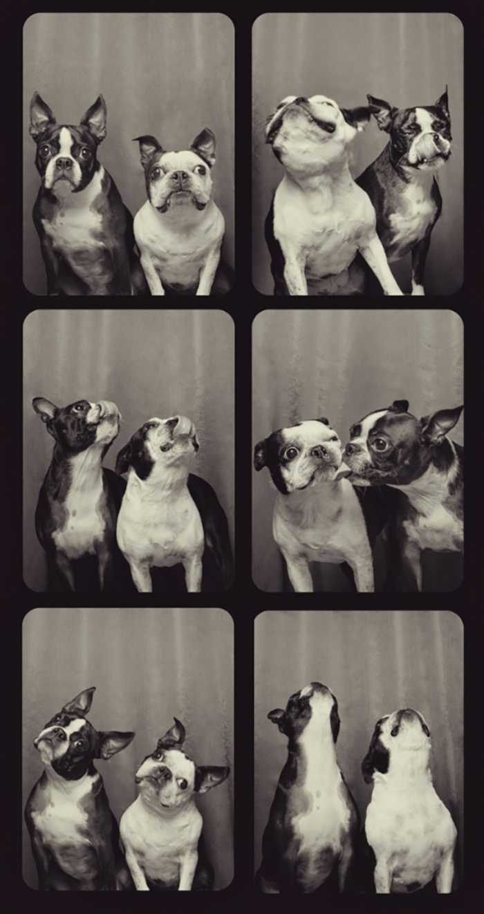 Más de 15 fotos que capturan la reacción de los perros después de que un fotógrafo los puso en un fotomatón especial