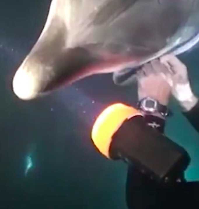 Un buzo nadaba en Hawái cuando un delfín se le acercó y le pidió ayuda urgente