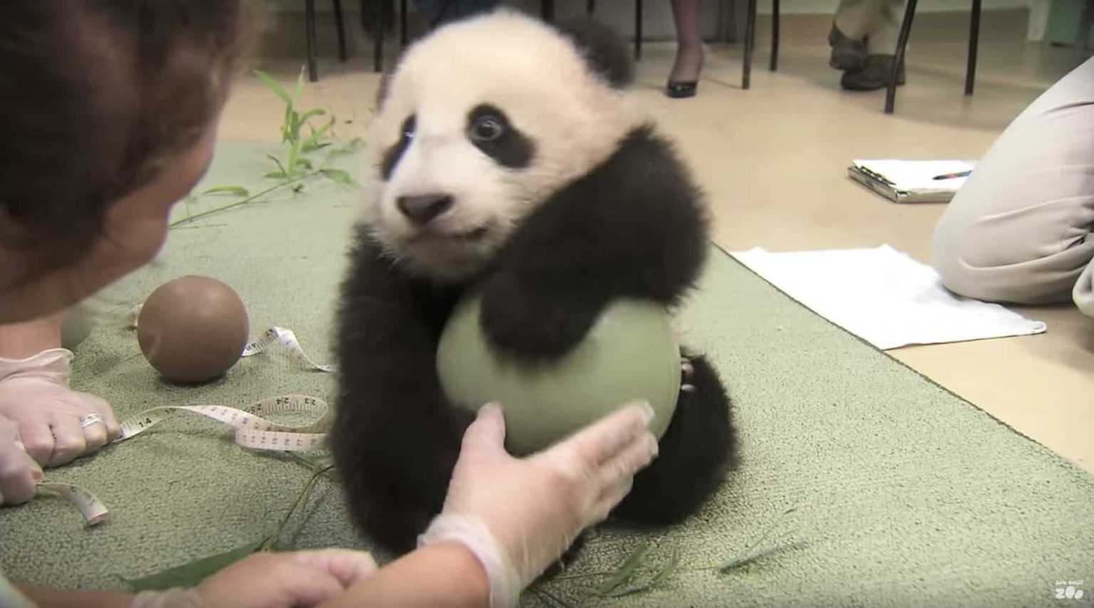 Intentaron quitarle la pelota a Panda, hace la rabieta más adorable