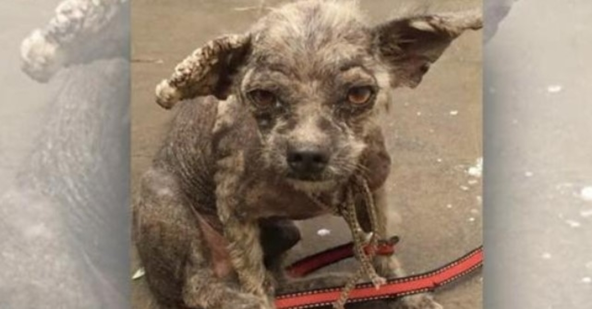 Veterinaria se negó a tratar a un cachorro sin pelo, pero ella no escuchó y no se rindió