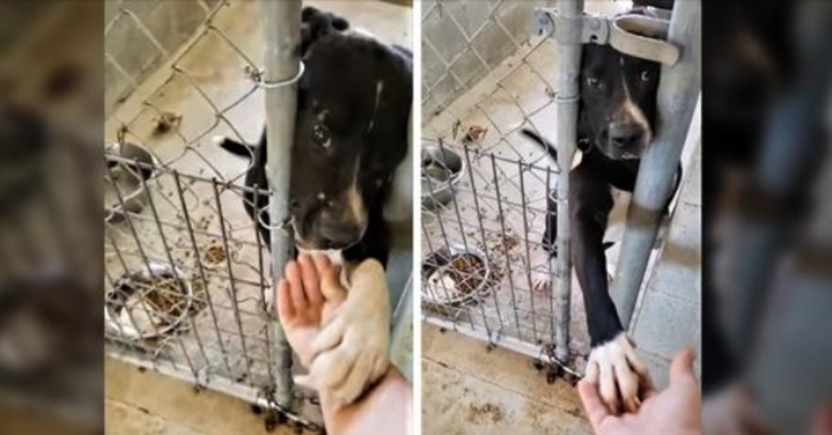 Perro de refugio desesperado por adopción intenta tomarse de la mano de todos los que pasan por su perrera