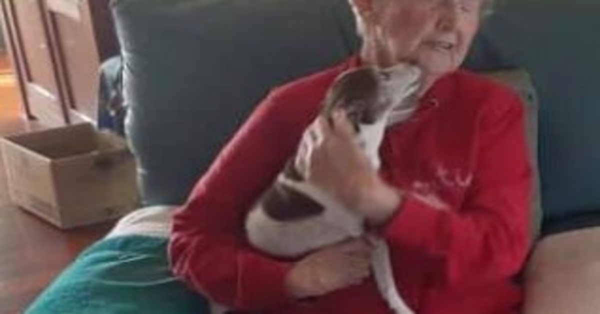 Fallece el perro de una mujer de 85 años, pero nadie le permitirá adoptar un nuevo perro