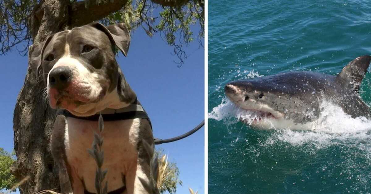 Pitbull lucha contra un tiburón de 6 pies para rescatar a su dueño