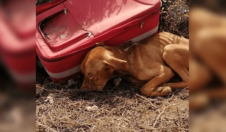 Perrito es abandonado en medio de la nada en una maleta, pero no dejaba de pelear