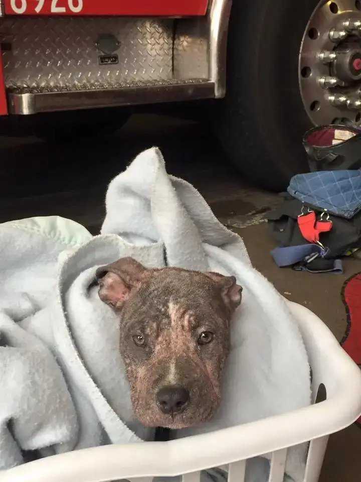 Cachorro pitbull abandonado adoptado por el bombero que la salvó