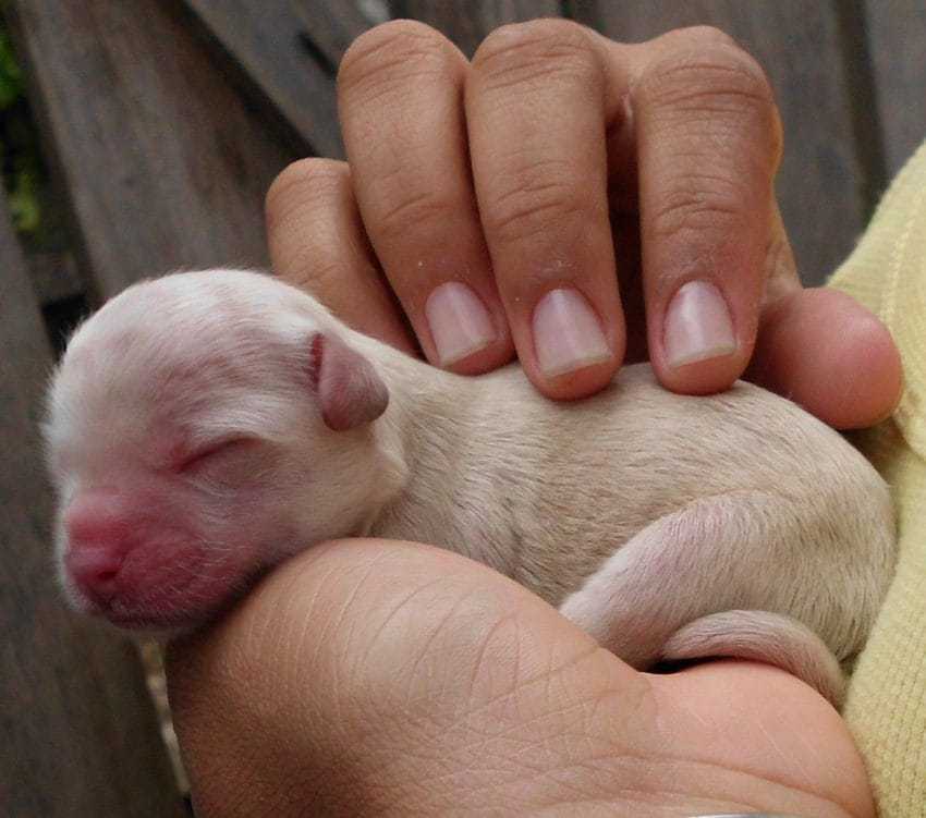Pitbull preñada es abandonada por el dueño, luego el refugio ve ‘incontables’ cachorros en la radiografía del útero