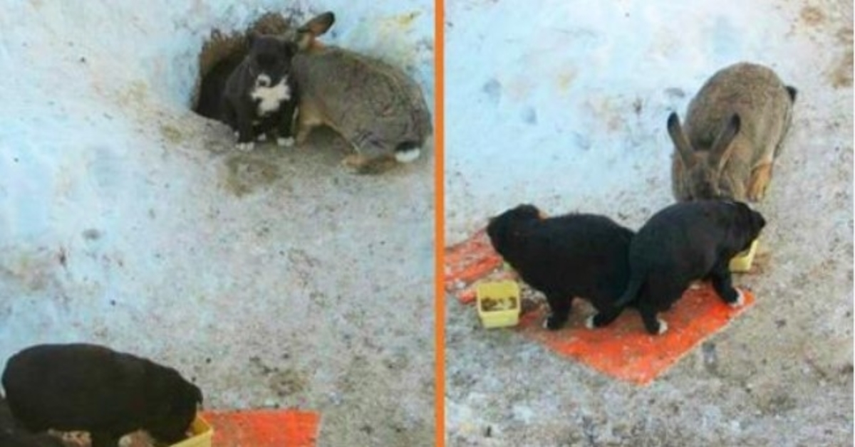 Conejo adopta tres cachorros callejeros, los protege, los mantiene alimentados y calientes