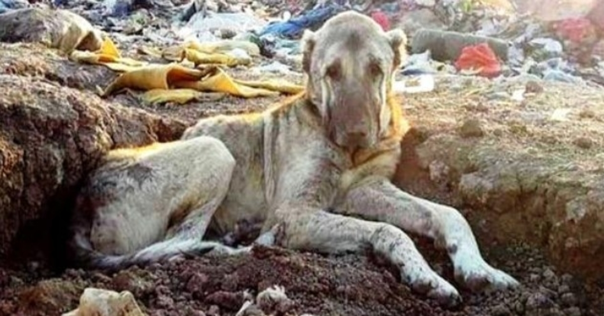 Perro enfermo arrojado al vertedero por ser “inútil” enterrado en la basura y esperando a morir