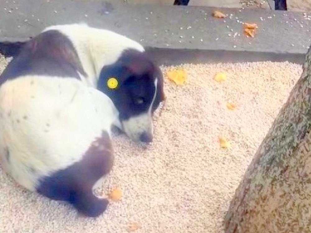 Papá encuentra perro perdido en las calles después de 3 años y tuvo la reunión más dulce