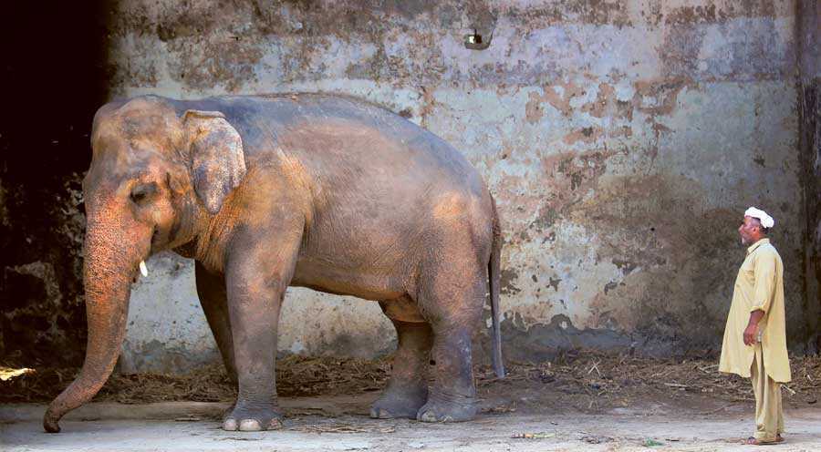 Por qué la cantante estadounidense Cher liberó al elefante Kavaan del zoológico de Pakistán