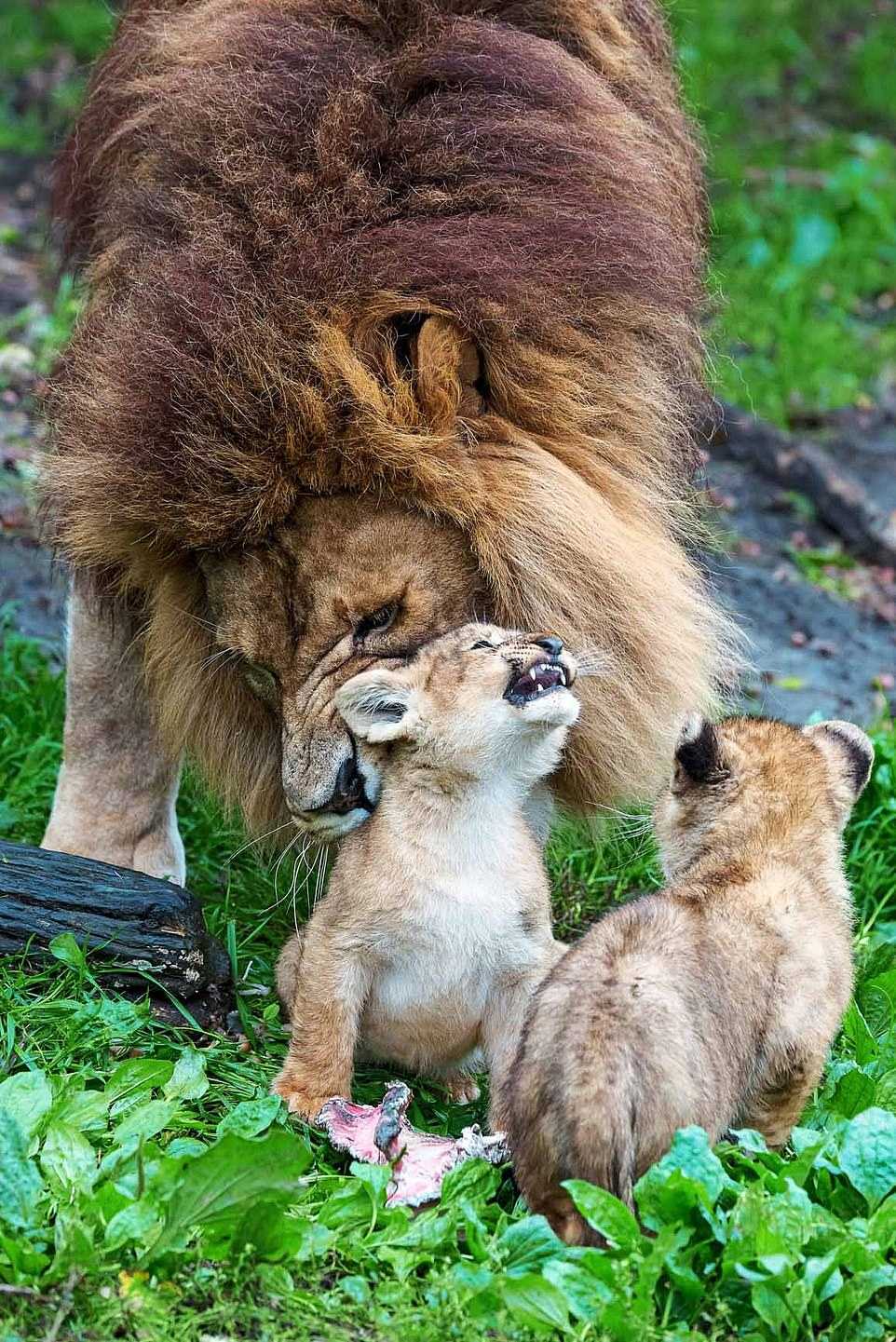 El padre león lucha por cuidar de 5 cachorros rebeldes mientras su madre se recupera del ataque de otra leona