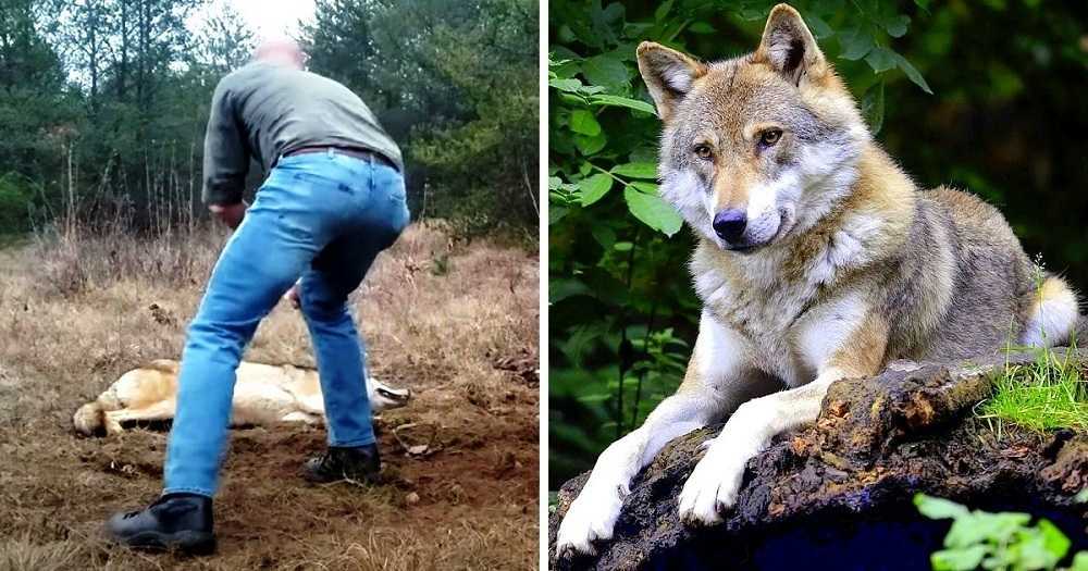 Hombre salva a un lobo moribundo y a sus cachorros, años después el lobo le devuelve el favor