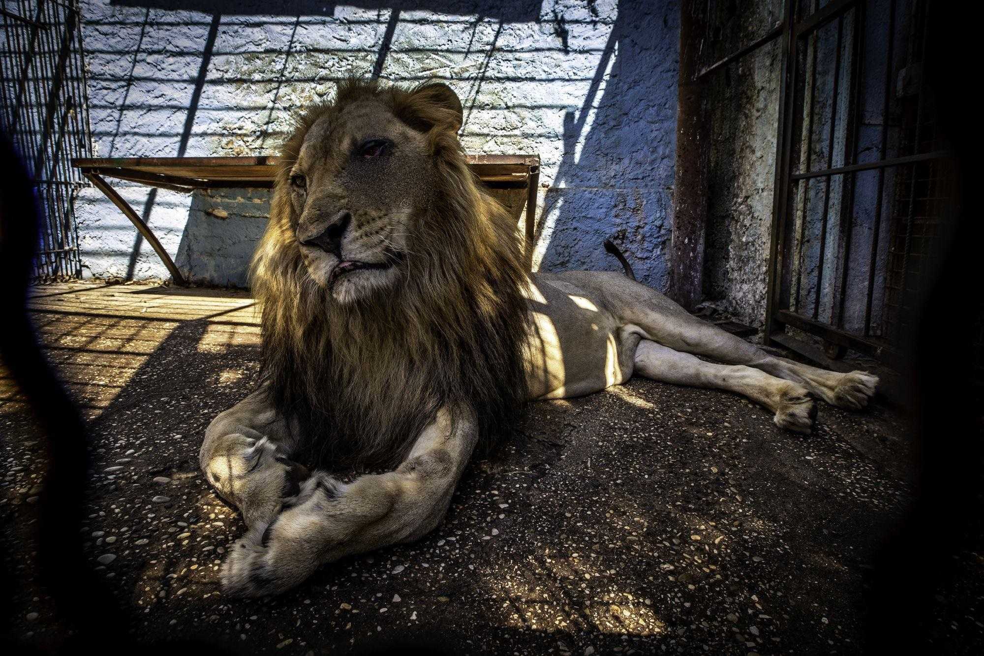 Vivía en el peor zoológico del mundo, Lion Bob fue rescatado / Ahora tiene comida y lo aman