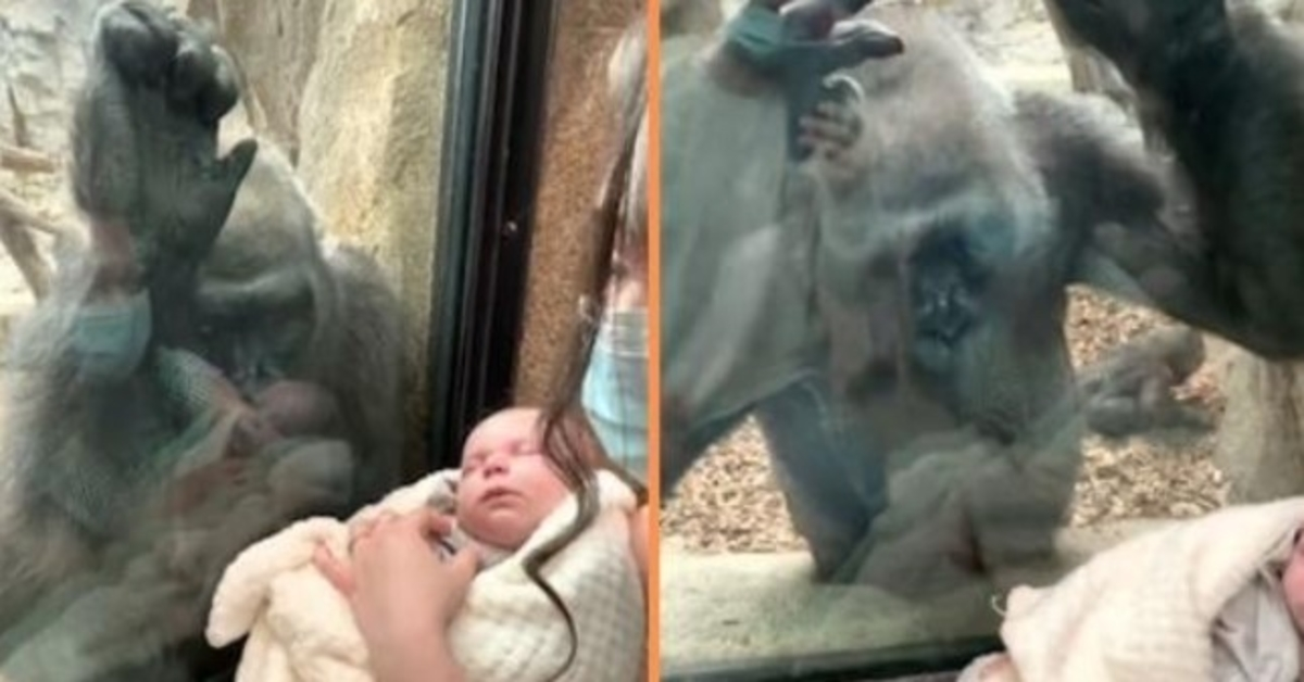 Gorila lleva a su bebé a conocer a la madre y al recién nacido en un conmovedor encuentro