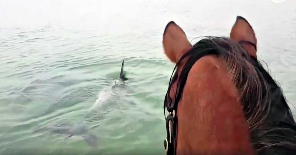 Caballo capturado en video viral trotando en el océano para encontrarse con delfines
