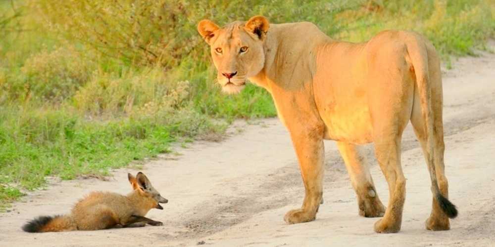 Leona adopta a un zorro bebé herido y lo salva de ser devorado por un león hambriento