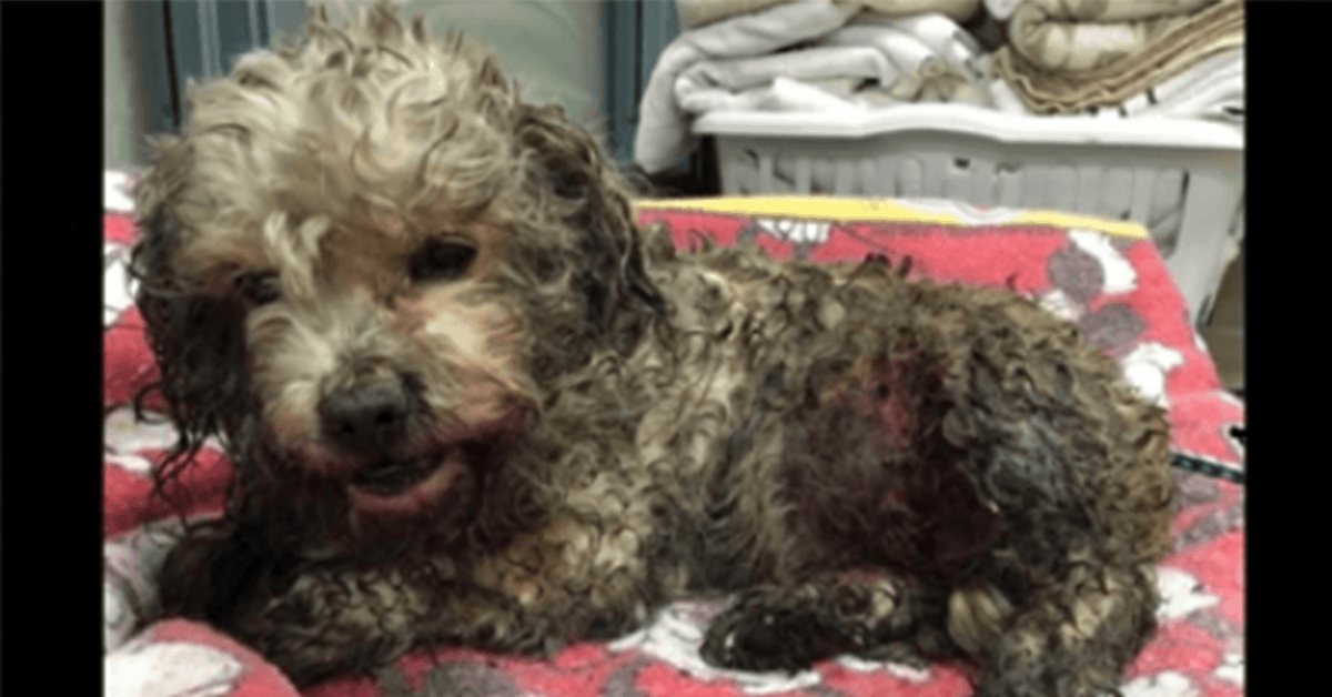 Perro pequeño es maltratado con saña por 2 perros más grandes, pero el veterinario no lo sacrifica