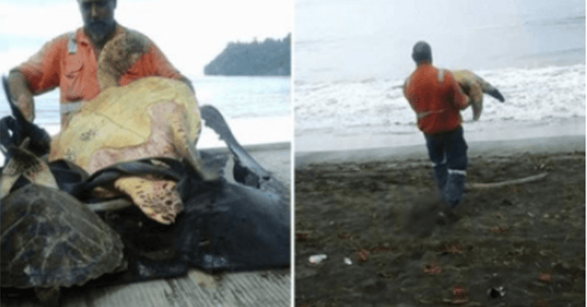 Este hombre de Greymouth compra tortugas en el mercado de alimentos local y las devuelve al mar