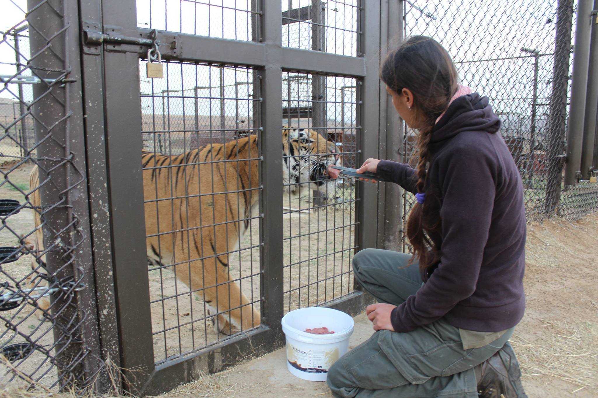 Tigre rescatado del “peor zoológico del mundo” ahora sabe cómo se siente la libertad