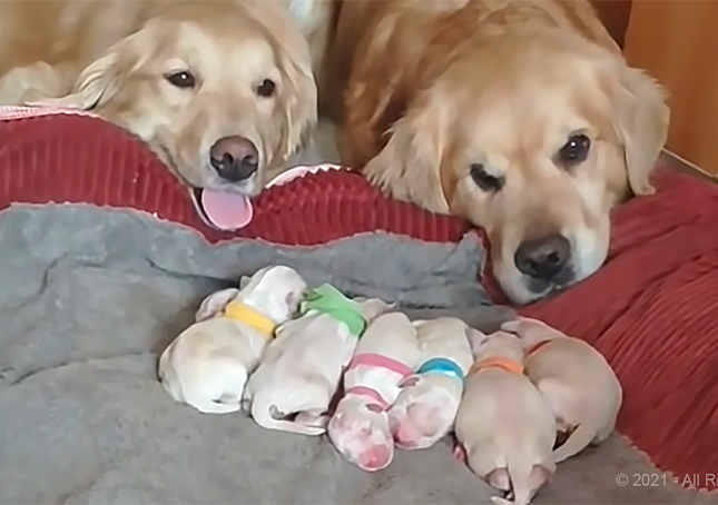 Padres de Golden Retriever cuidando a sus cachorros recién nacidos (Video)
