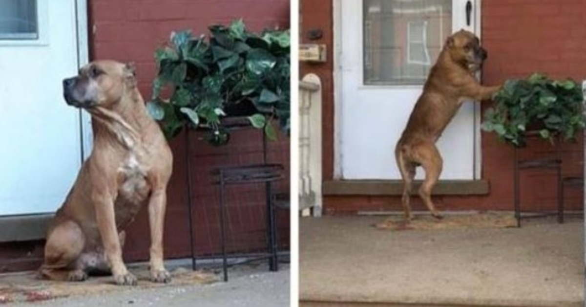 Perro esperó en el porche delantero durante semanas después de que su familia se mudara