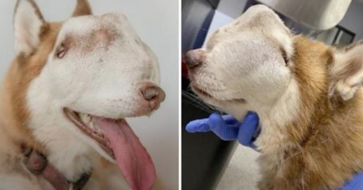 Mujer adopta un husky “no deseado” con un tumor que invade toda la cavidad nasal y la cara
