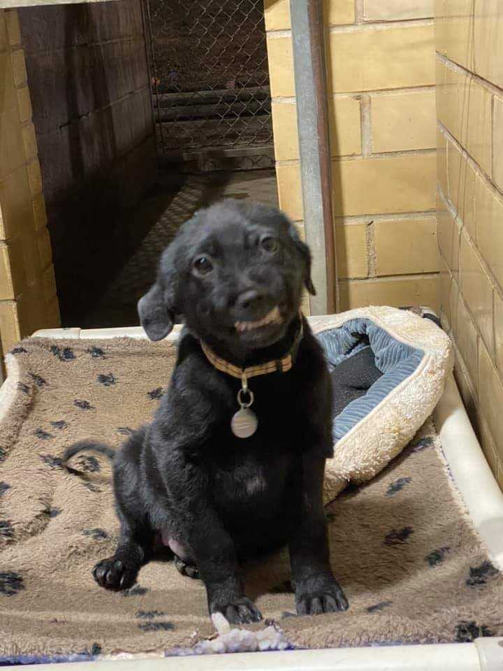 Cachorro en busca de hogar se sienta en un refugio sonriendo a todos los que pasan