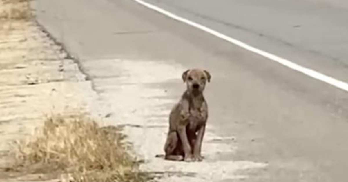Perro asustado y triste sentado al lado de la carretera Perdiendo su abrigo brillante Buscando amor