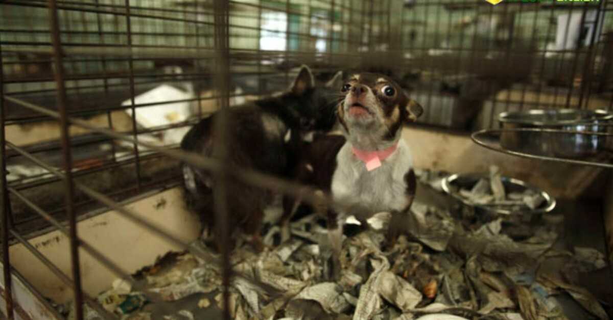 Ahora solo se permite la venta de perros y gatos rescatados en las tiendas de mascotas de California