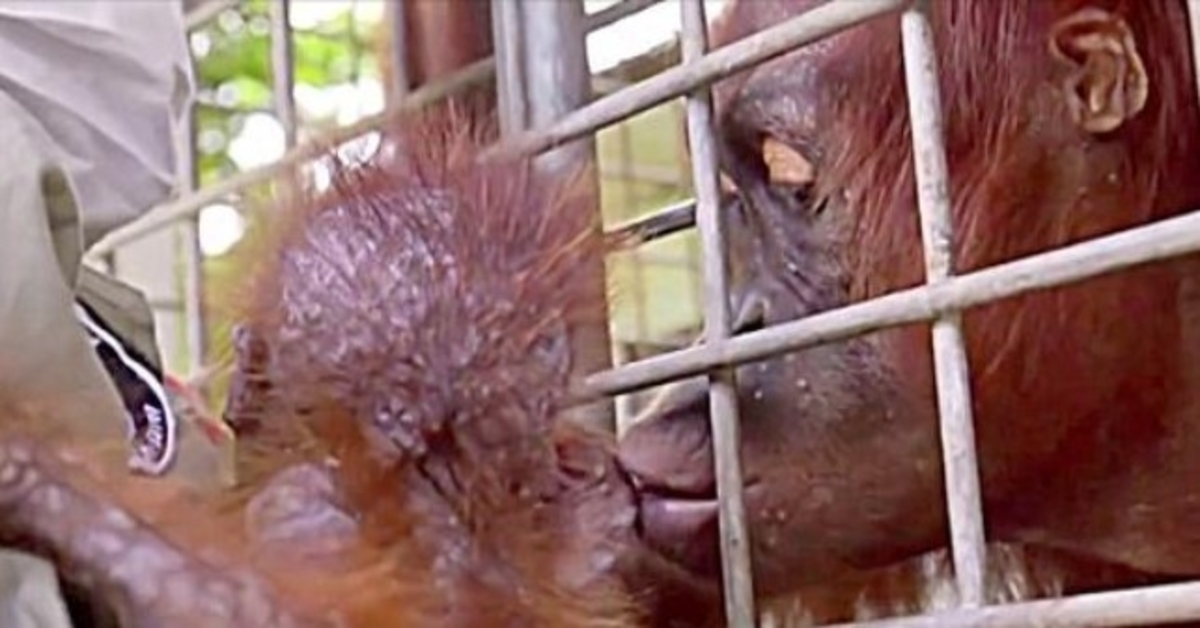 Los trabajadores rompen a llorar cuando mamá orangután se reúne con su bebé secuestrado
