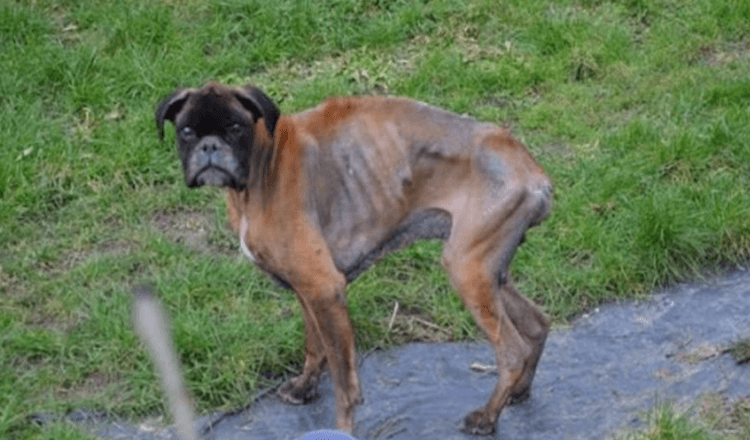 Tras la muerte de sus dueños, perro quedó en un estado miserable viviendo en la calle durante 2 años