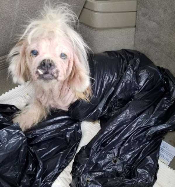 Perro anciano tirado en una bolsa de basura en el refugio, el personal no podía creer que todavía esté viva