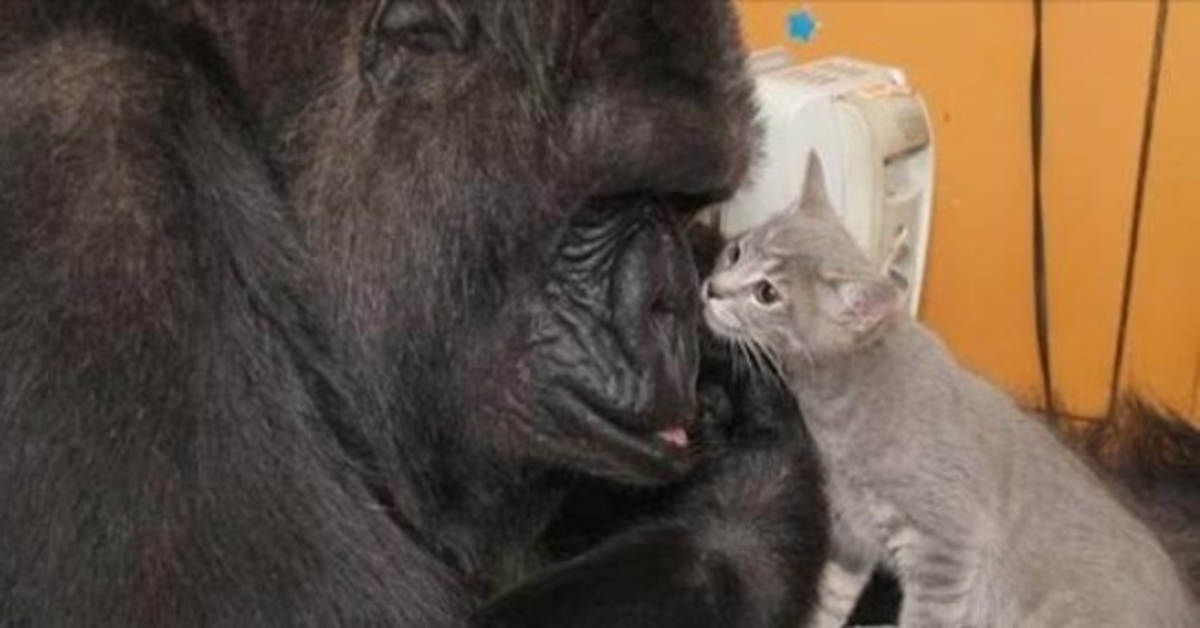 Muere el gorila Koko, que dominaba el lenguaje de señas y amaba a los gatitos
