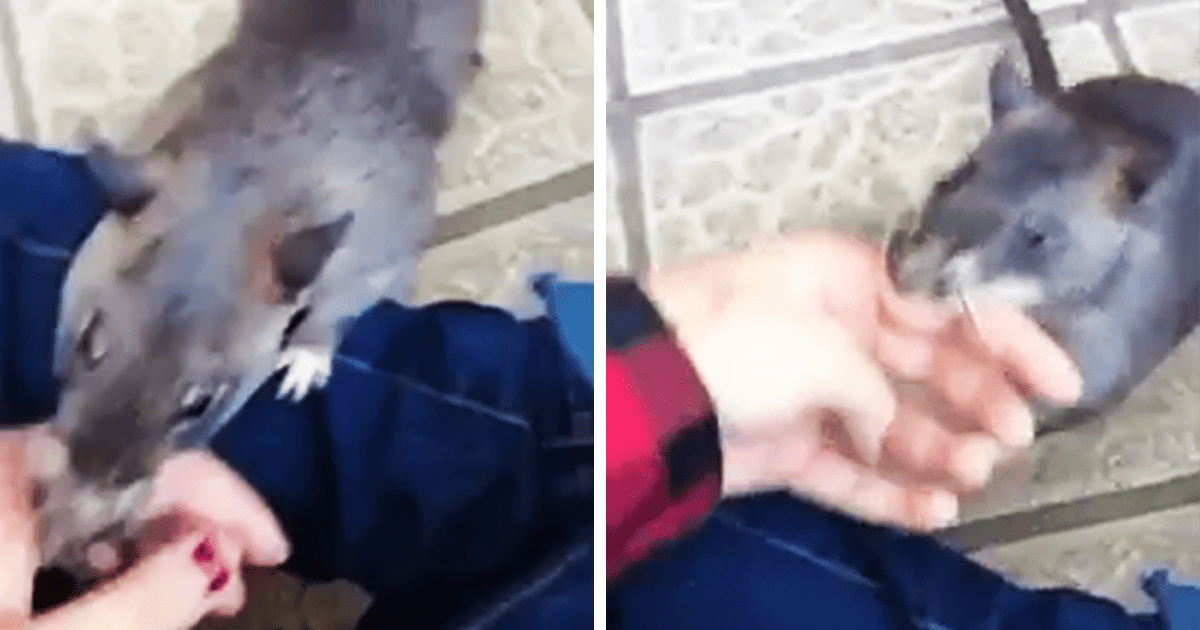Madre rata gigante arrastra a humano de su mano para presumir a sus nuevos bebés