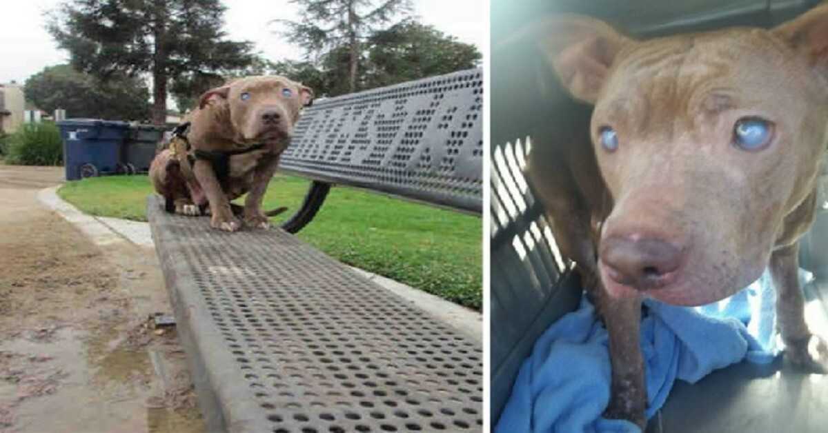 Pitbull ciega abandonada en un banco del parque después de dar a luz finalmente recibe el amor que se merece