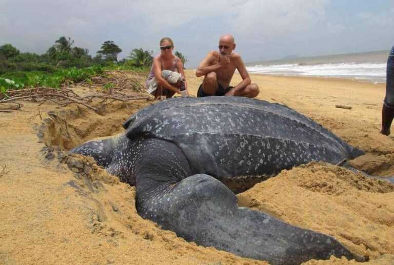 La tortuga marina más grande del mundo emerge del mar y es fascinante