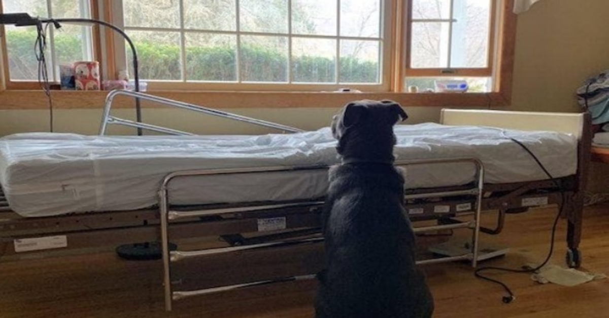 Perro que esperó a su dueño fallecido junto a una cama de hospital vacía encuentra una nueva familia