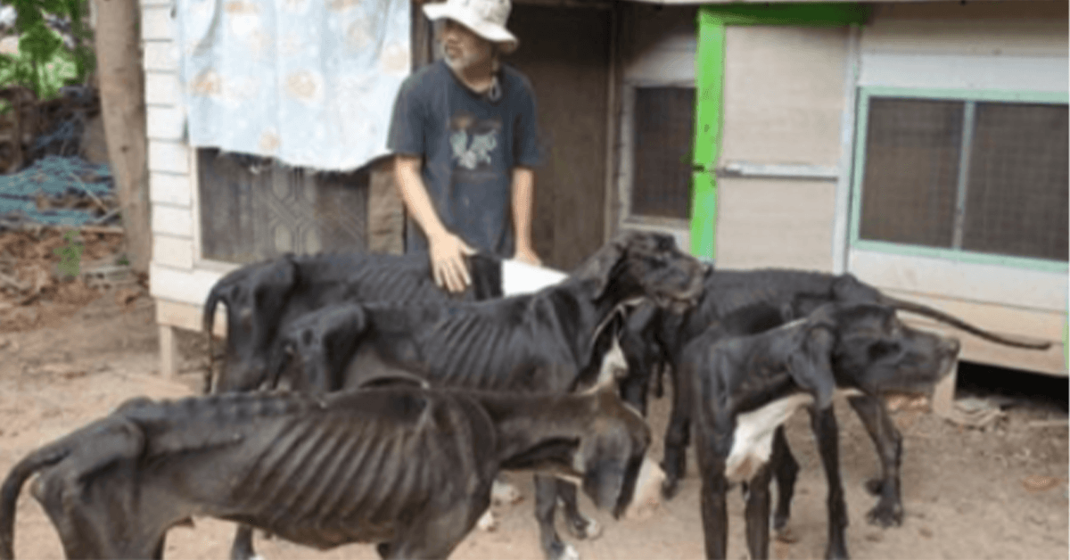 El rey de Tailandia adopta a 13 gran daneses hambrientos encontrados cerca de la muerte en una granja de cría