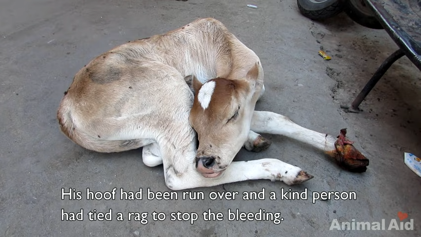 Mamá vaca se negó a dejar el lado de su bebé herido