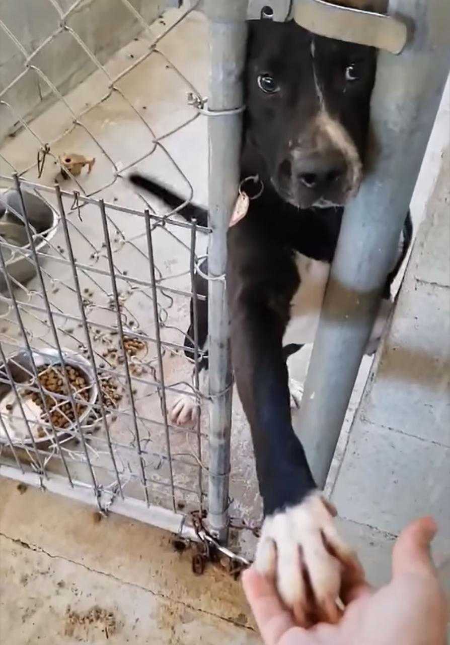 Perro se sienta en el refugio pidiendo tomar la mano de cualquiera que pase