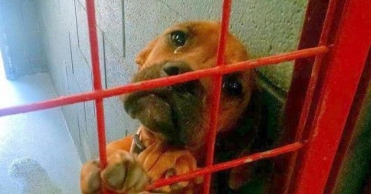 Refugio compartió foto de perro llorando lágrimas de verdad porque ningún posible adoptante la elige