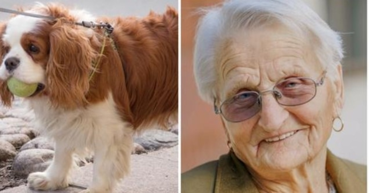 El pequeño perro de aguas de una mujer de 93 años desapareció durante 2 días, por lo que llama a la policía llorando