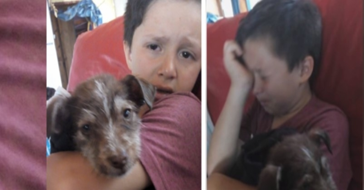 Niño salva a cachorro maltratado por otros niños, lo lleva al veterinario y ahora son inseparables