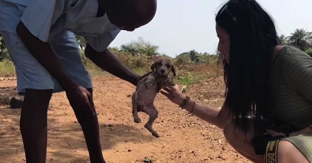 Cachorro moribundo es amamantado de vuelta a la vida con la ayuda de unos cariñosos chimpancés