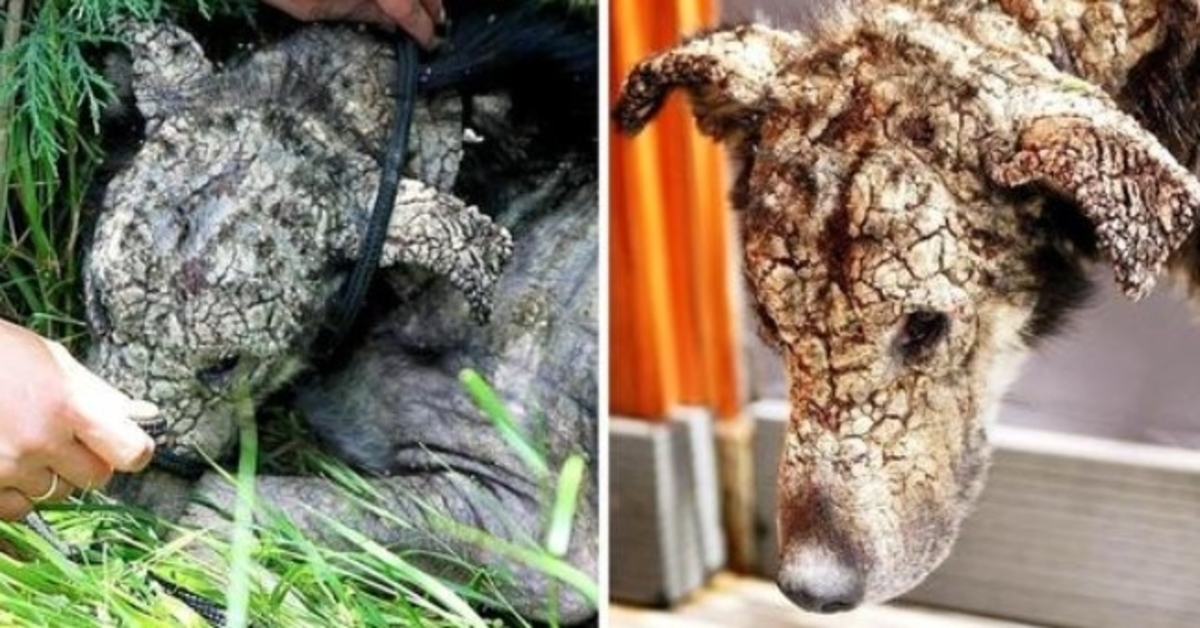 Perro “Stone Faced” sufría tanto dolor que solo quería que su vida terminara