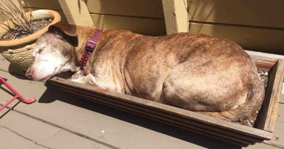 Después de 11 años en la calle, el perro sordo finalmente está a salvo