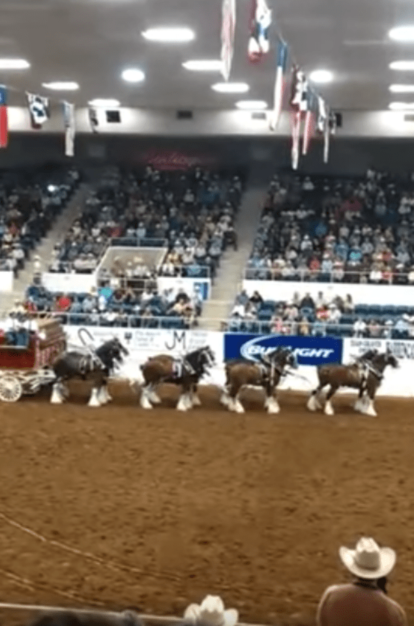 Los caballos Clydesdale colapsan durante un espectáculo en la arena y se levantan maravillosamente después de la caída