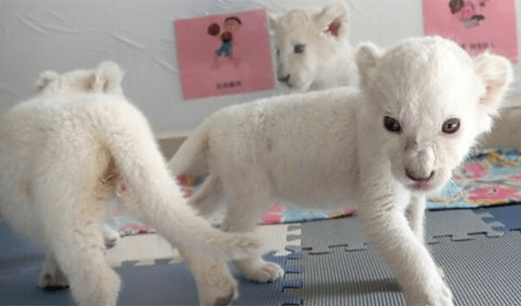 Cuatrillizos extremadamente raros de leones blancos se preparan para encontrarse con el público por primera vez después de nacer