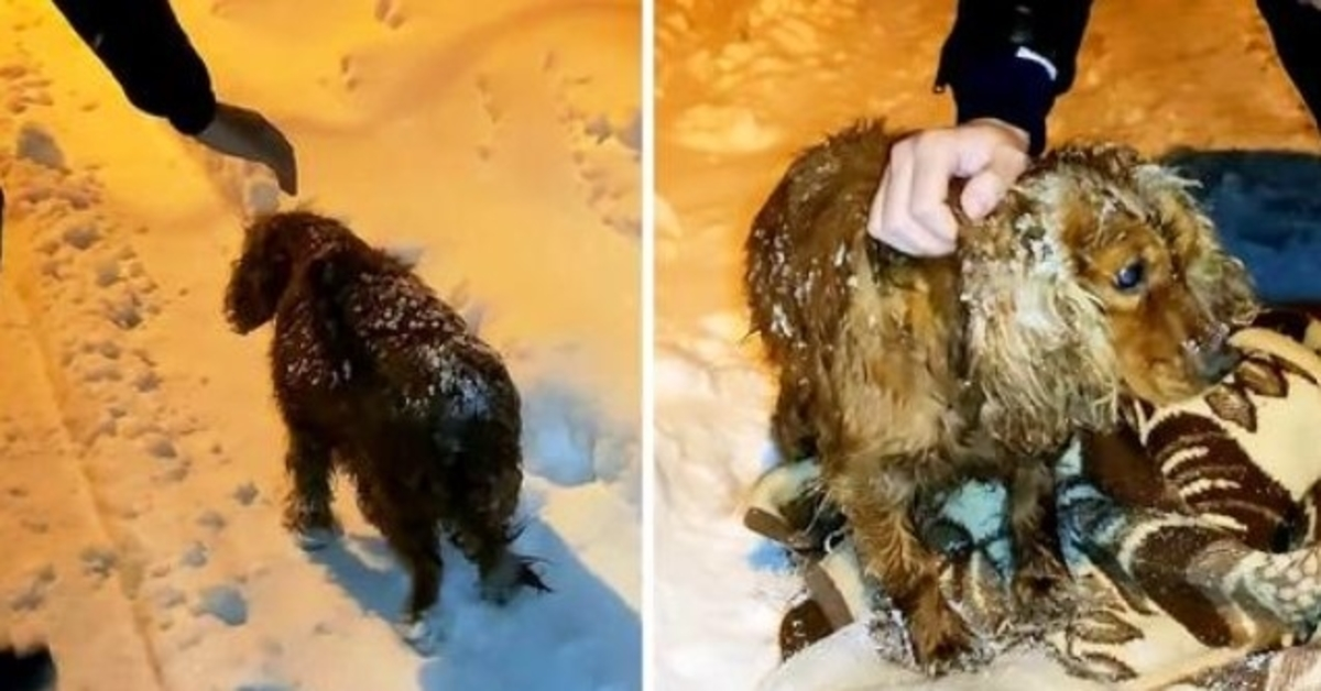Perro abandonado para morir afuera en la nieve camina por el camino con sus últimas fuerzas