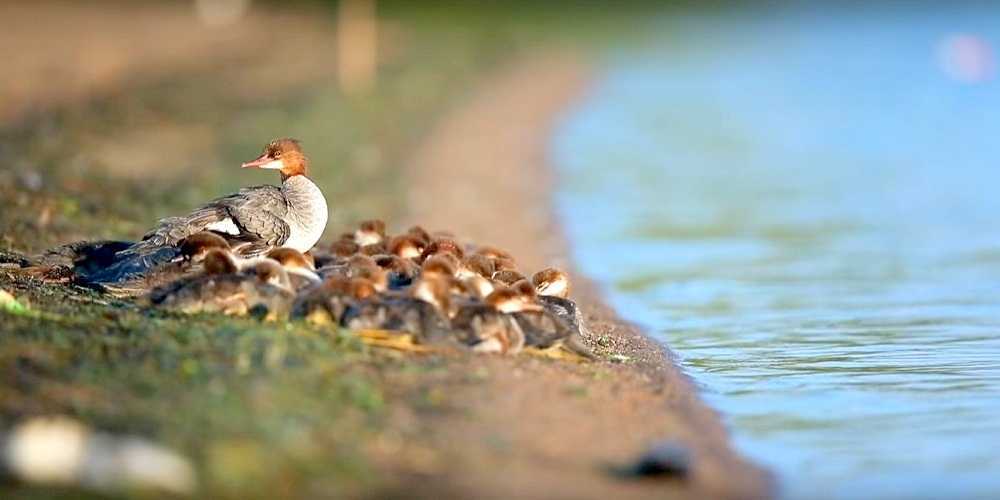 ‘Súper mamá’ vista en un lago de Minnesota, con 56 patitos a cuestas